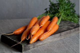 Carrot "Rumba" - medium early, sweet, vividly orange variety - 2550 seeds
