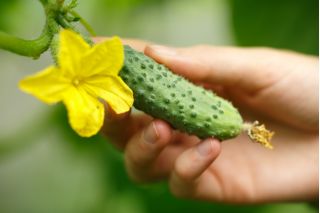 Pengambilan timun "Anulka" - 105 biji - Cucumis sativus - benih