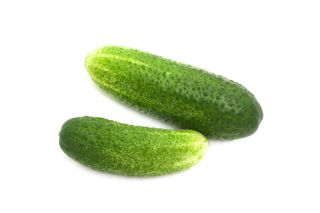 Castravete "Junak" - 105 semințe - Cucumis sativus