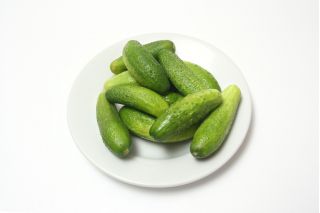 Castravete "Junak" - 105 semințe - Cucumis sativus