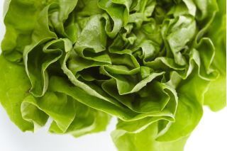 Lattuga cappuccina - Edyta Ożarowska - verde - 900 semi - Lactuca sativa L. var. capitata