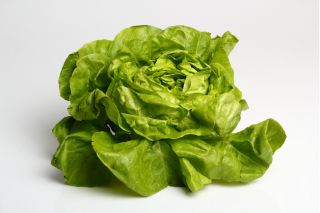 Rastlinjaka "Safir" - zimski pridelek - 450 semen - Lactuca sativa L. var. Capitata - semena