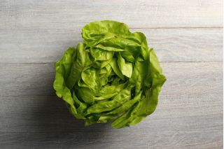 Rastlinjaka "Safir" - zimski pridelek - 450 semen - Lactuca sativa L. var. Capitata - semena