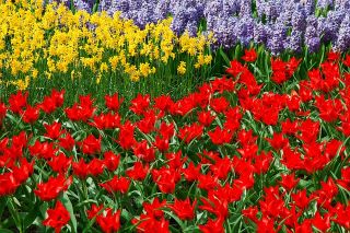 郁金香Tubergen的品种 - 郁金香Tubergen的品种 -  5个洋葱 - Tulipa Tubergen's Variety