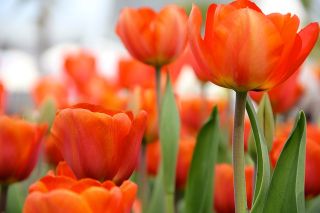 郁金香橙 - 郁金香橙 -  5个洋葱 - Tulipa Orange