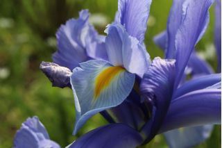 Iris hollandica, Holländische Schwertlilie Saphire Beauty - 10 Zwiebeln