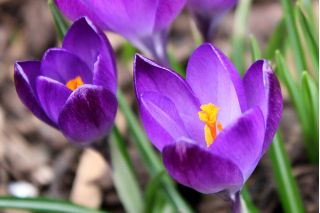 番红花红宝石巨人 -  10个洋葱 - Crocus tommasinianus Ruby Giant