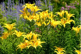 Lilium, Lily Asiatic Yellow
