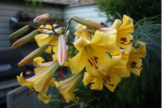 Lilyum, zambak altın ihtişam - ampul / yumru / kök - Lilium Golden Splendour
