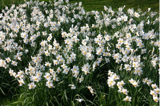 Narcissus Actaea - Daffodil Actaea - 5 bulbs
