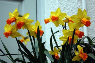 Narcissus Jetfire - Daffodil Jetfire - 5 bulbs
