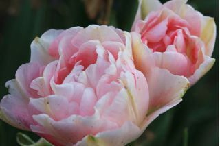 Tulipa Angelique - Tulip Angelique - 5 bulbs