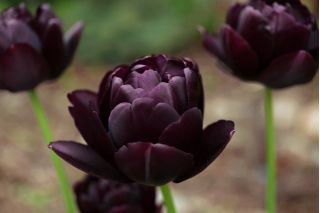 郁金香黑色英雄 - 郁金香黑色英雄 -  5个洋葱 - Tulipa Black Hero