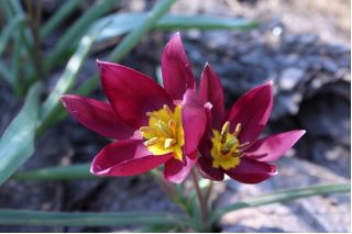 Tulipa Eastern Star - Lale Doğu Yıldızı - 5 ampul
