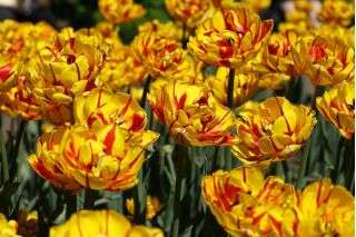 נחמד גולדן טוליפ - נחמדה גולדן טוליפ - 5 בצל - Tulipa Golden Nizza