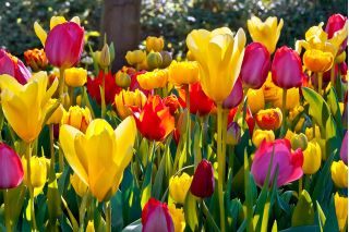 Tulipa Mix  - 郁金香混合 -  5个洋葱