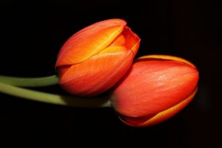 郁金香橙 - 郁金香橙 -  5个洋葱 - Tulipa Orange