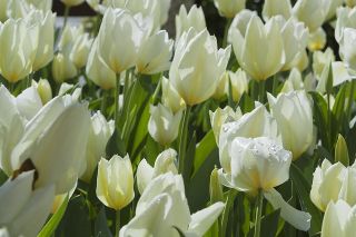 Najčistejšie biele tulipány - Pure White Tulip - 5 kvetinové cibule - Tulipa White Purissima