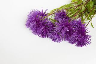 Őszirózsa tűszirmú - lila - Callistephus chinensis - Kompakt és könnyen termeszthető, tökéletes szegélyekhez - Friss vetőmagok