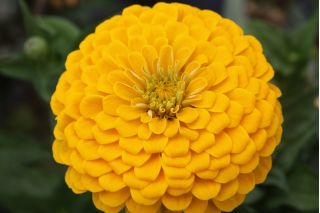 ダリアの花が咲く一般的な百日草「カナリアの鳥」 -  120種 - Zinnia elegans dahliaeflora - シーズ