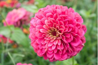 Цинния цветущая георгина "Иллюминация" - 120 семян - Zinnia elegans dahliaeflora - семена
