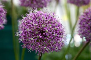 Allium Mars