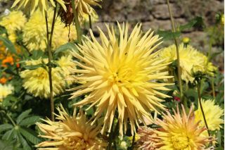 Cactus Dahlia - variety mix - 120 seeds