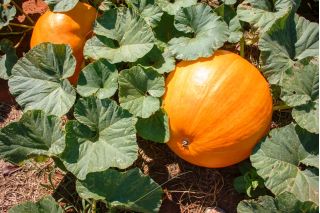 Sütőtök - Karovita Bis - Cucurbita maxima  - magok