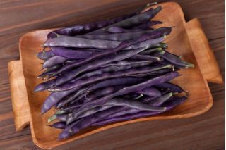 Green bean "Blauhilde" - staked, purple pod variety