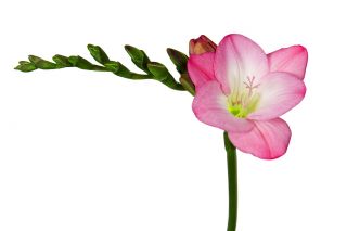 フリージアシングルピンク -  10球根 - Freesia