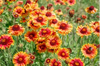 Almindelig blomstrende blomst, almindelig blæksprutte Bicolor Goblin - 170 frø - Gaillardia aristata