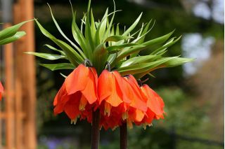 Set 2 – Orange crown imperial – 12 pcs; imperial fritillary, Kaiser's crown