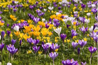 Set 10 – Large–flowered crocus – selected variety mix – 100 pcs + 10 pcs for FREE