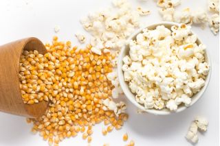 Mais "Flame" - per popcorn - 100 semi - Zea mays ssp. Everta