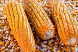 Mais "Flame" - per popcorn - 100 semi - Zea mays ssp. Everta
