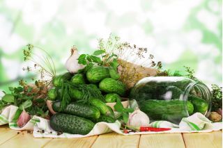 Cucumber "Borus F1" - field, pickling variety - 148 seeds