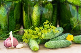 Cucumber "Borus F1" - field, pickling variety - 148 seeds