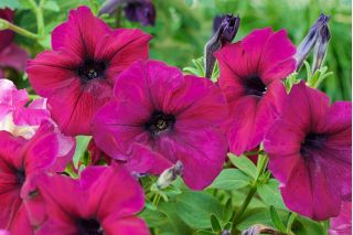 Pétunia híbrido - Cascada - púrpura - 12 semillas - Petunia x hybrida pendula