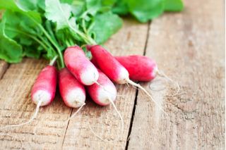 Lobak "Mila" - merah dengan tip putih - 850 biji - Raphanus sativus L. - benih