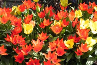 郁金香植物混合 - 郁金香植物混合 -  5个洋葱 - Tulipa botanical 