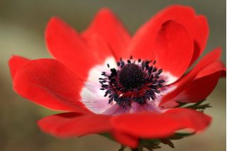 Sippsläktet - Hollandia - paket med 8 stycken - Anemone