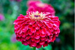 Zinnia flor de Dalia - Scarlet Flame - Zinnia elegans - Tonos ardientes, belleza duradera - Semillas frescas