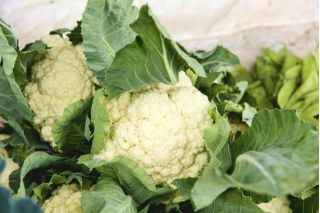 Cavolfiore - Beta - 270 semi - Brassica oleracea L. var.botrytis L.
