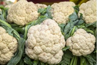 Karfiol - Bora - Korai szüret, kemény fejek, vitaminban gazdag - Friss vetőmagok