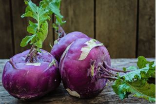 Kålrabbi - Delikates Blauer - 520 frön - Brassica oleracea var. Gongylodes L.