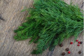 Paprastieji krapai - Krezus - Aromatingas skonis, greitai augantis, aukštas derlius - Šviežios sėklos