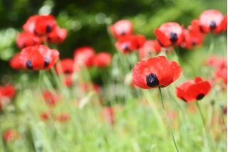 Кавкаски гримизни мак "Ладибирд" - 3080 семена - Papaver commutatum