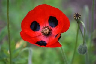 Кавкаски гримизни мак "Ладибирд" - 3080 семена - Papaver commutatum