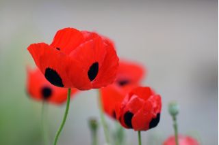 Кавкаски гримизни мак "Ладибирд" - 3080 семена - Papaver commutatum