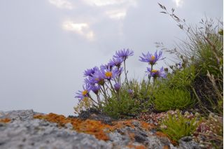 Výber kvetov - kvety poľských Tatier -  - semená